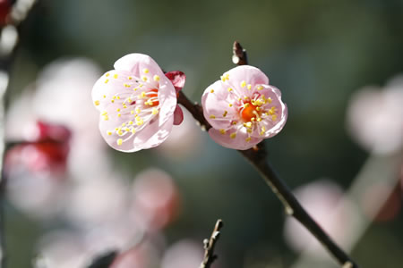 takarabe-flower