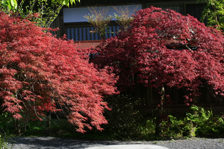 takarabe-momiji